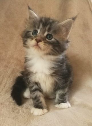 Typvolles Main Coon Mädchen mit Stammbaum in der Farbe