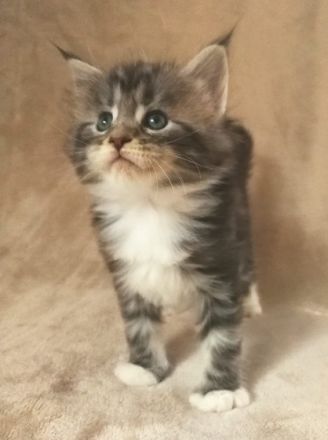 Typvolles Main Coon Mädchen mit Stammbaum in der Farbe