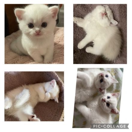 Unsere Katze (reinrassig BLH) hat am 6.07.22 drei