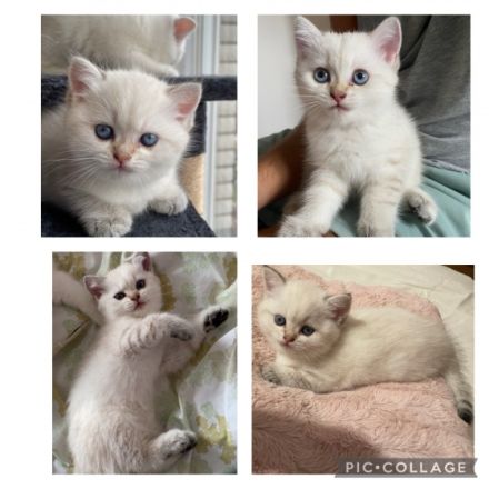 Unsere Katze (reinrassig BLH) hat am 6.07.22 drei