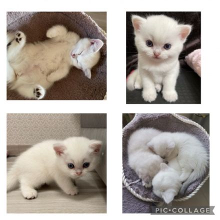 Unsere Katze (reinrassig BLH) hat am 6.07.22 drei