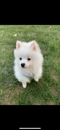 Wir verkaufen unseren Zwergspitz Pomerian Pasha. Er ist