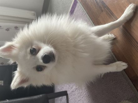 Wir verkaufen unseren Zwergspitz Pomerian Pasha. Er ist