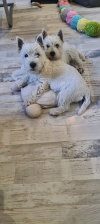 Wir sind in FCI VDH KfT.Zwei Rüde sind noch frei