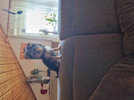 Wir haben eine süße Reinrassige Yorkshire Terrier Blue