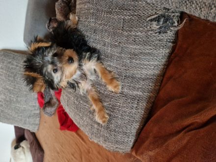 Wir haben eine süße Reinrassige Yorkshire Terrier Blue