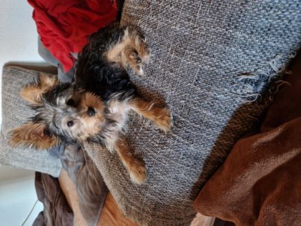 Wir haben eine süße Reinrassige Yorkshire Terrier Blue