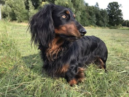 Kalle vom Lindenstein