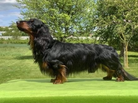 Kalle vom Lindenstein