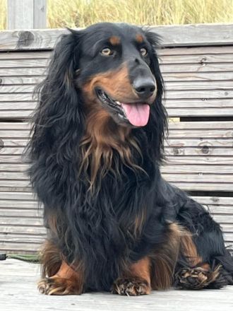 Kalle vom Lindenstein