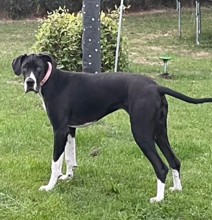 Amy, Hallo, Wir geben unsere kinderliebe Dogge ab. Sie