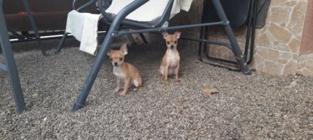 Chihuahua reinrassigen verkaufe junge und mädchen Vom