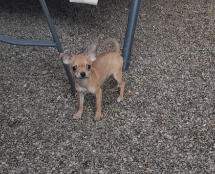 Chihuahua reinrassigen verkaufe junge und mädchen Vom