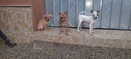 Chihuahua reinrassigen verkaufe junge und mädchen Vom