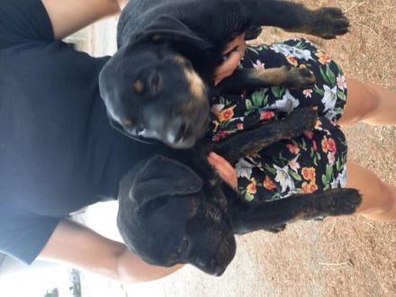 Mischlingshunde aus Familienaufzucht in gute Hände zu