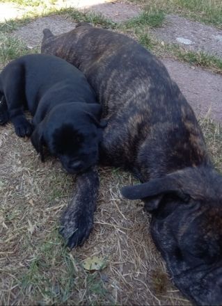 Mischlingshunde aus Familienaufzucht in gute Hände zu