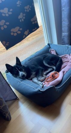 Skyla, Hallo, Hiermit müssen wir uns schweren Herzens