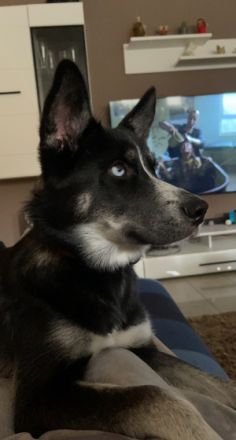 Skyla, Hallo, Hiermit müssen wir uns schweren Herzens