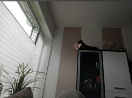 Schicki ist eine super süße Haus Katze. Sie geht bei