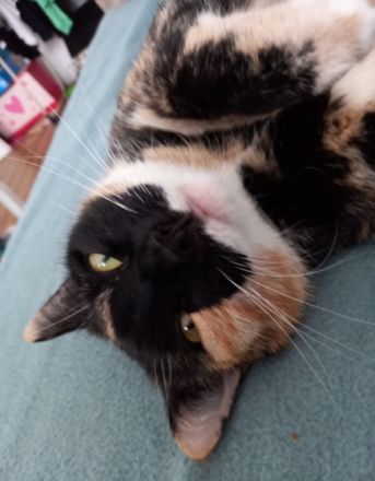 Schicki ist eine super süße Haus Katze. Sie geht bei