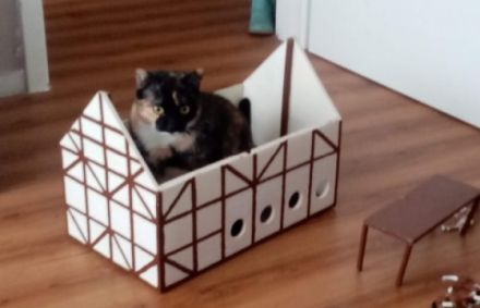 Schicki ist eine super süße Haus Katze. Sie geht bei