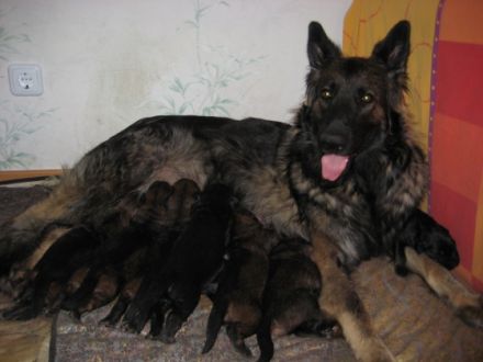 Wir haben am 22.06.22 einen erster Wurf bekommen. 3