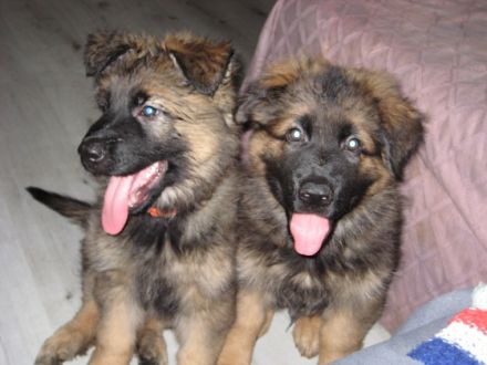 Wir haben am 22.06.22 einen erster Wurf bekommen. 3