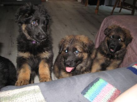 Wir haben am 22.06.22 einen erster Wurf bekommen. 3