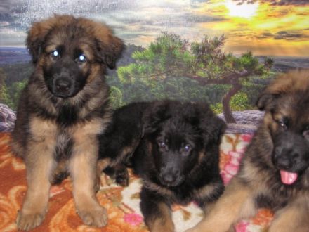 Wir haben am 22.06.22 einen erster Wurf bekommen. 3