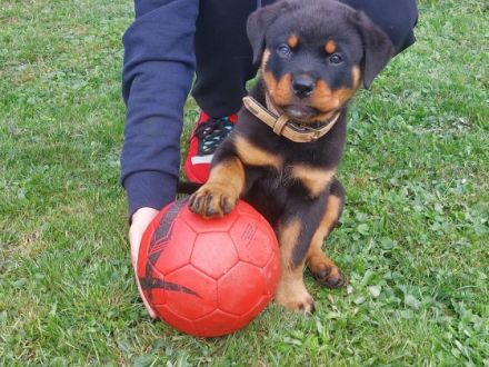 Liebe Rottweiler Freunde, unsere Hündin Remember vom