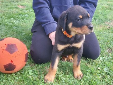 Liebe Rottweiler Freunde, unsere Hündin Remember vom