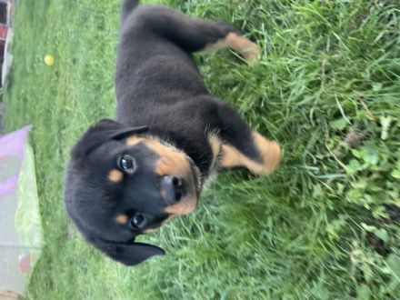 Liebe Rottweiler Freunde, unsere Hündin Remember vom