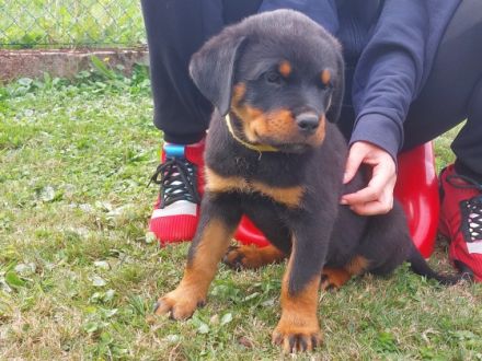 Liebe Rottweiler Freunde, unsere Hündin Remember vom