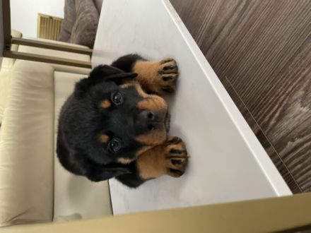 Liebe Rottweiler Freunde, unsere Hündin Remember vom
