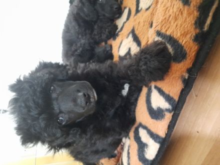 Schwarze Mini Pudelwelpen Sie haben veimpft, gechipt