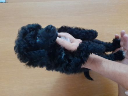 Schwarze Mini Pudelwelpen Sie haben veimpft, gechipt