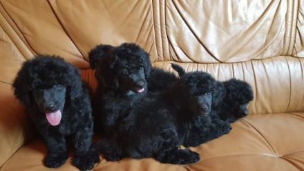 Schwarze Mini Pudelwelpen Sie haben veimpft, gechipt