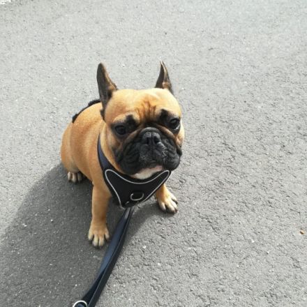 Irish ist eine wunderschöne red fawn Hündin im FCI