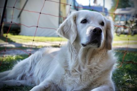 * Wurferwartung Ende September / Anfang Oktober 2022