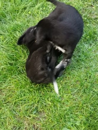 Hallo unsere Labrador Hündin hat 7 Welpen zur Welt