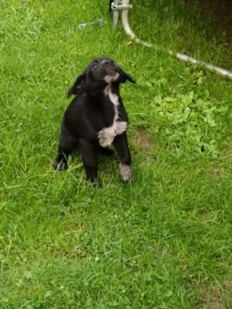 Hallo unsere Labrador Hündin hat 7 Welpen zur Welt