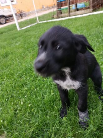 Hallo unsere Labrador Hündin hat 7 Welpen zur Welt