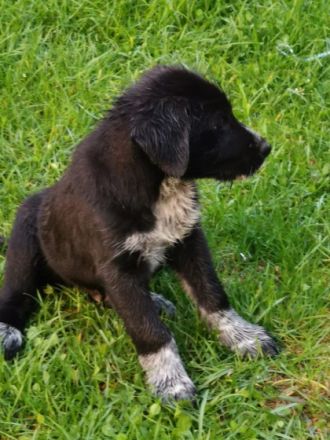 Hallo unsere Labrador Hündin hat 7 Welpen zur Welt