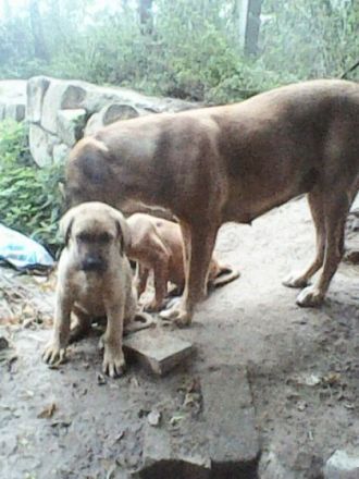 Die Welt wird immer schlimmer und die Hemmschwelle