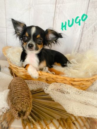 Unsere reinrassigen langhaar Chihuahuas dürfen