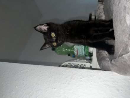 Hallo der kleine maus ist am 08.05.22 auf die welt