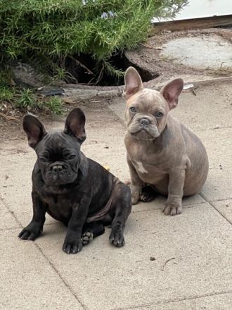 Unser Ms Elli hat am 01.07.22. fünf gesunde Welpi‘s auf