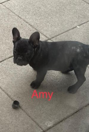 Unser Ms Elli hat am 01.07.22. fünf gesunde Welpi‘s auf