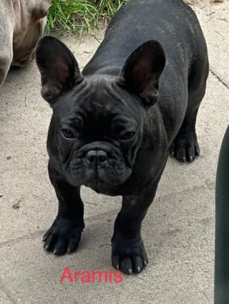 Unser Ms Elli hat am 01.07.22. fünf gesunde Welpi‘s auf