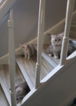 Hallo erst einmal , Ich freue mich das Sie sich für